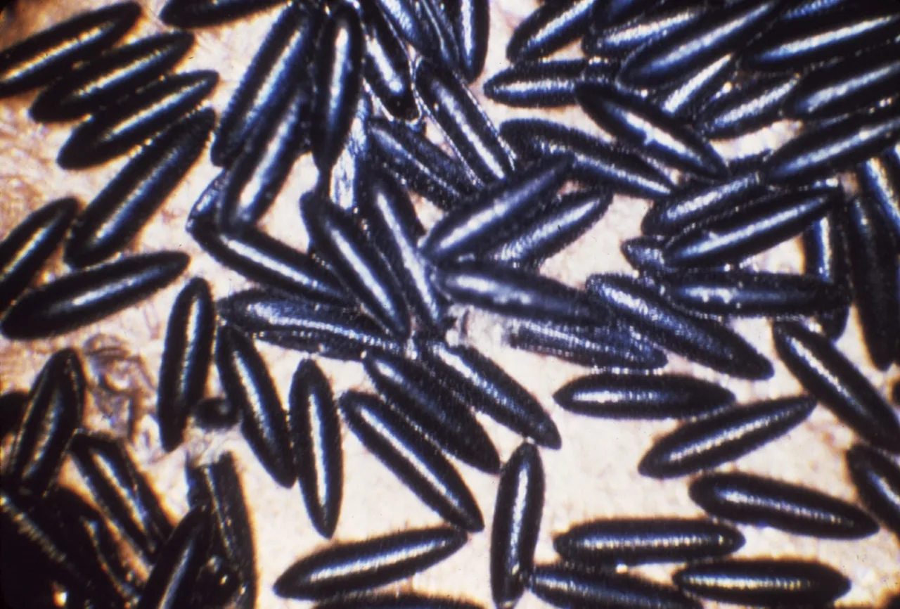Aedes aegypti mosquito eggs in breeding micro-environment